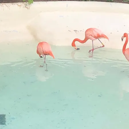 Flaming 4f Apartament Torrevieja