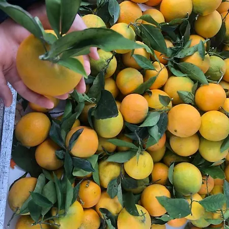 Flaming 4f * Torrevieja