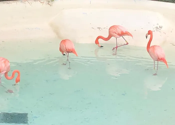 Flaming 4f شقة تورّيفيِخا