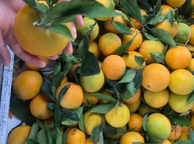 Flaming 4f * تورّيفيِخا